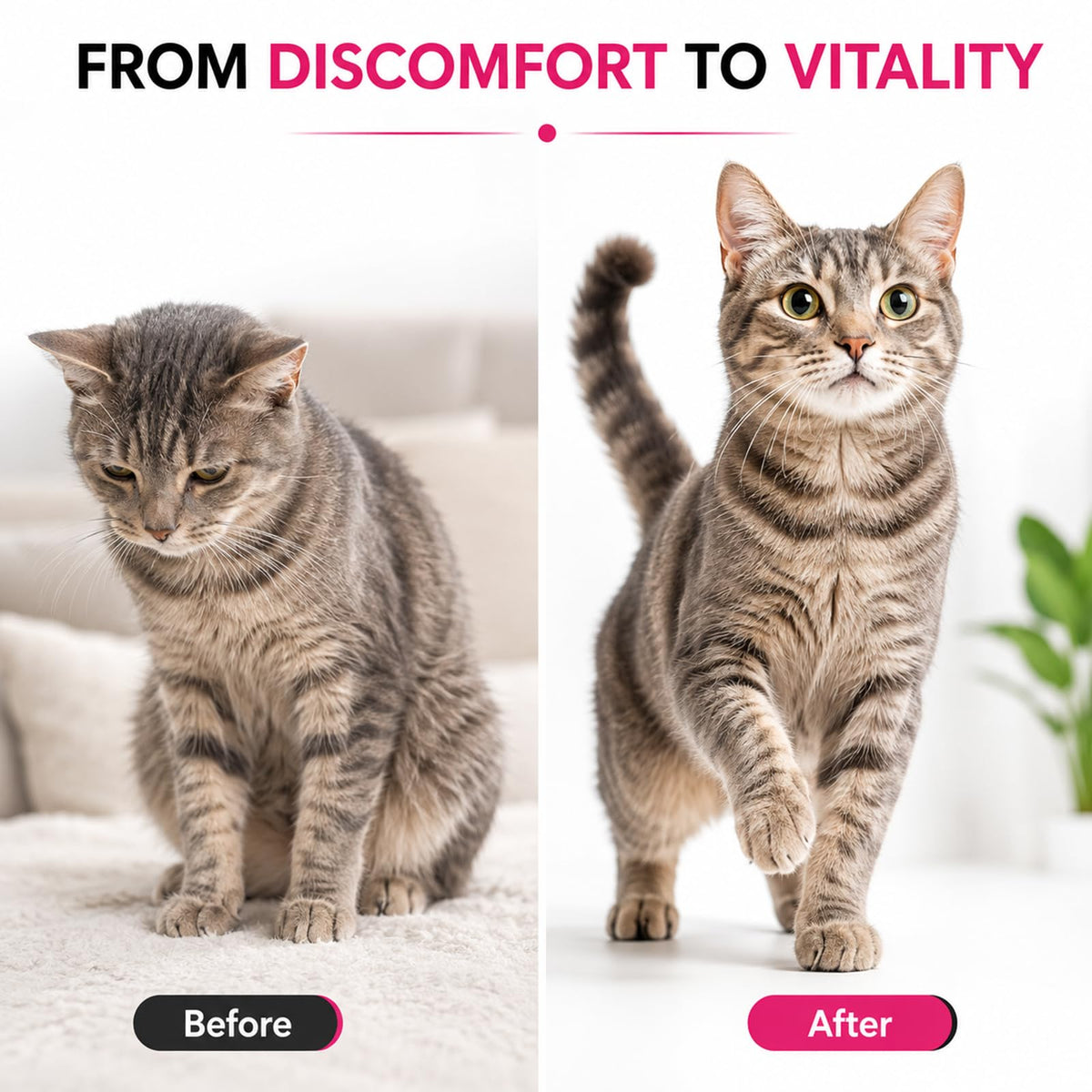 Liquid Dewormer for Cats 100 mg/mL Oral Suspension N6812