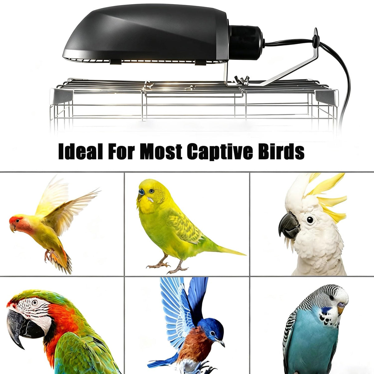 Bird Cage Light Fixture Combo Kit with Bulb B786