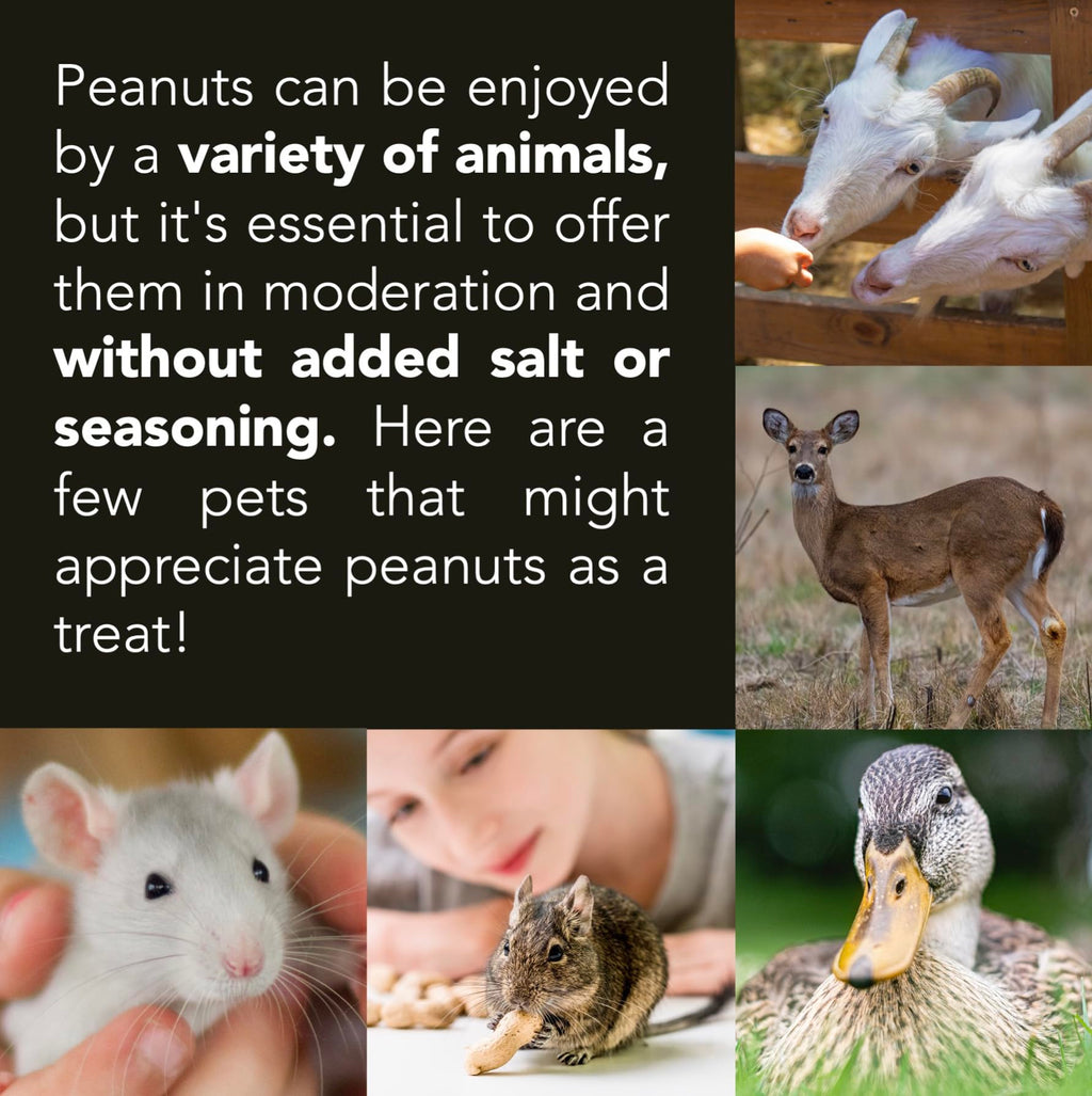 Raw Peanuts 50 LBS B7828