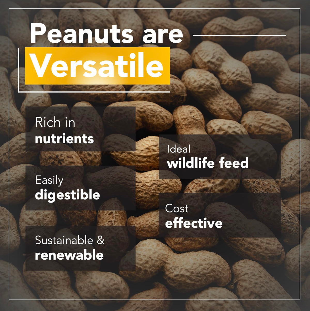 Raw Peanuts 50 LBS B7828